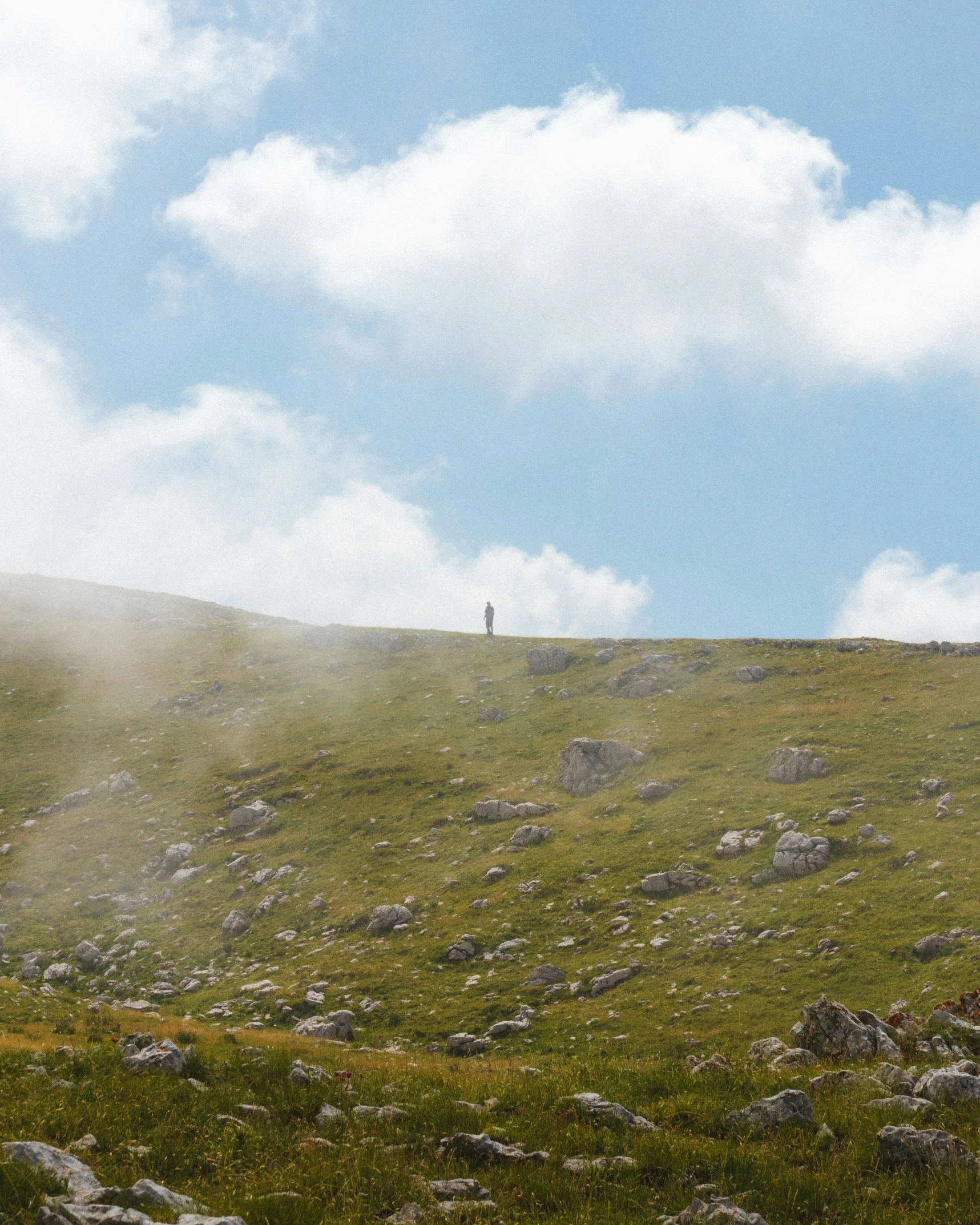 two animals on a hill in the distance