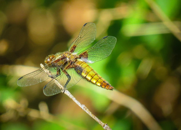 two very colorful colored dragonflies resting on a small thin nch