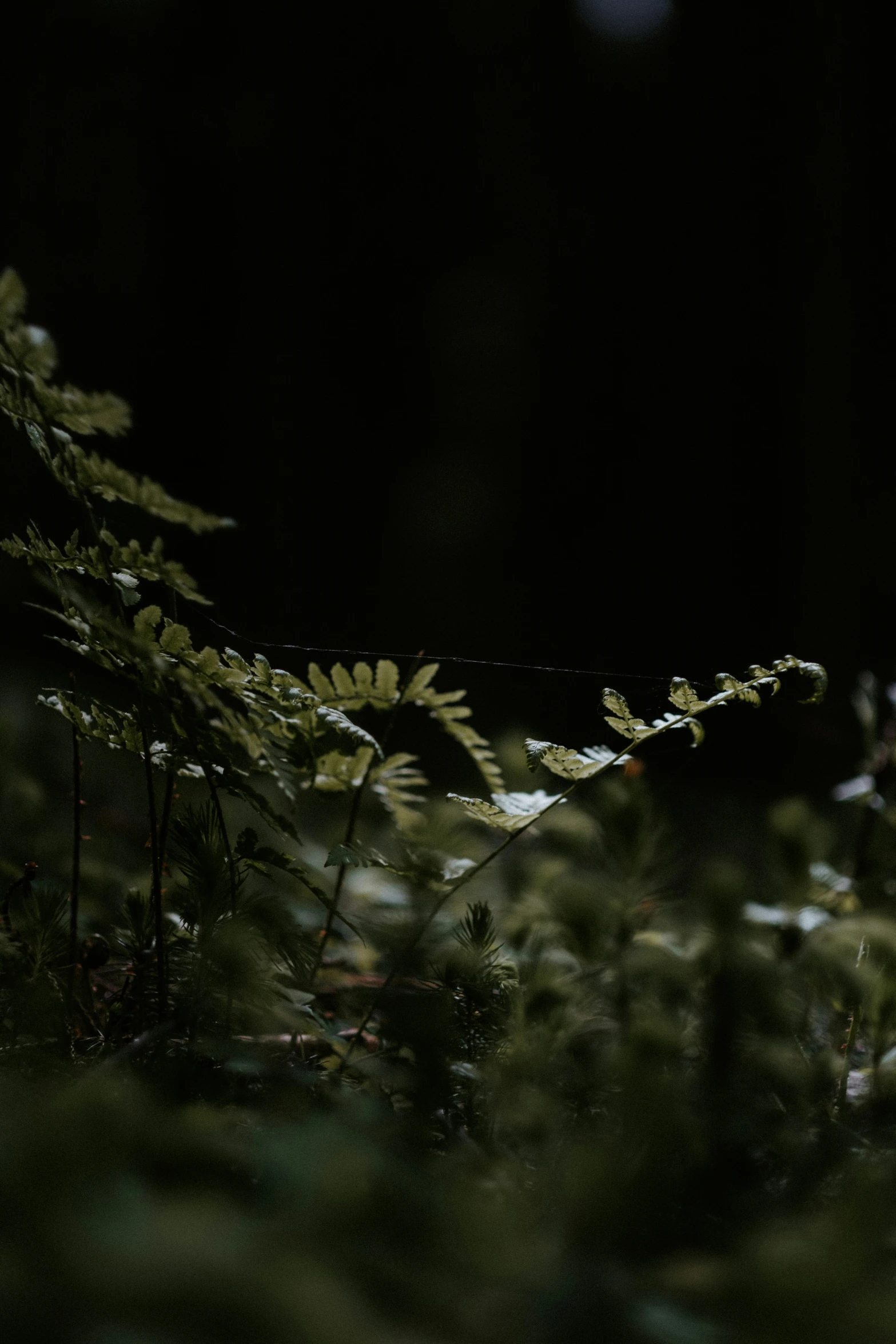 a green plant with small, long leaves