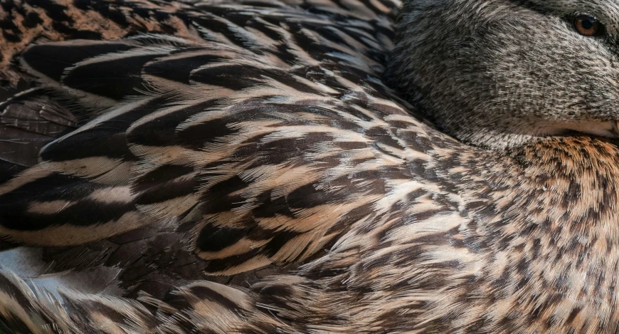 a closeup of a goose that is laying down