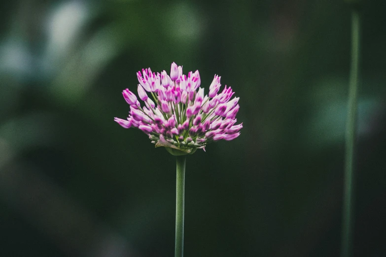a pink flower in the middle of a grassy area