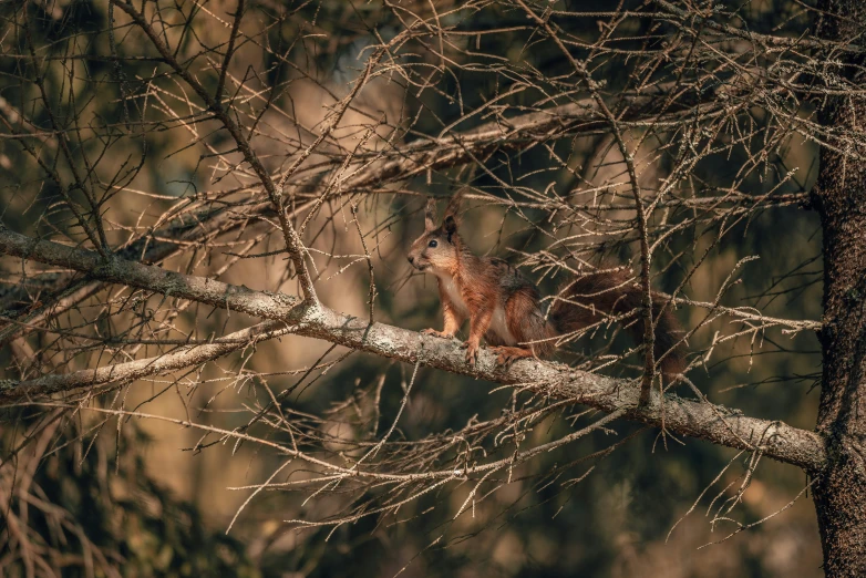 a squirrel on a tree nch looking up