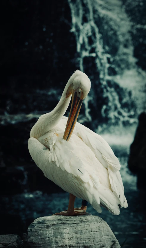 there is a bird with a long beak sitting on a rock