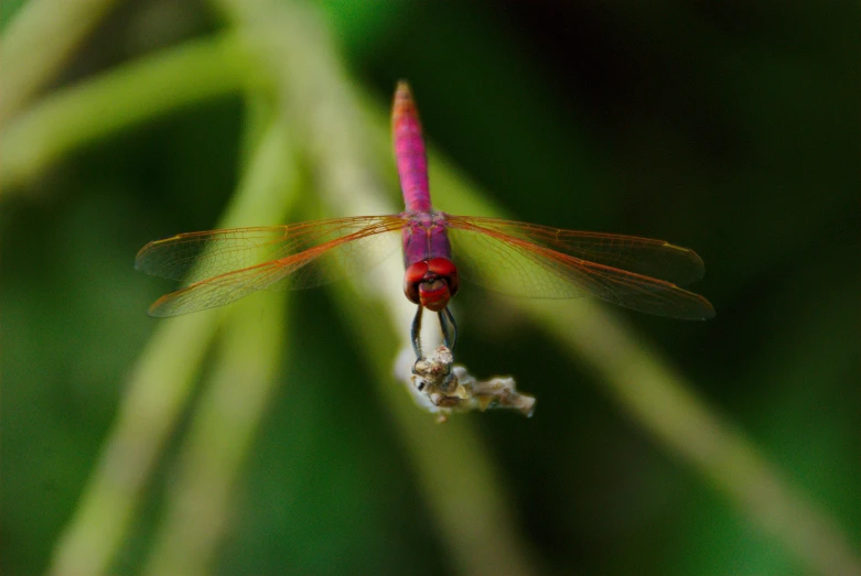 the very small pink and red insect is resting on the stalk