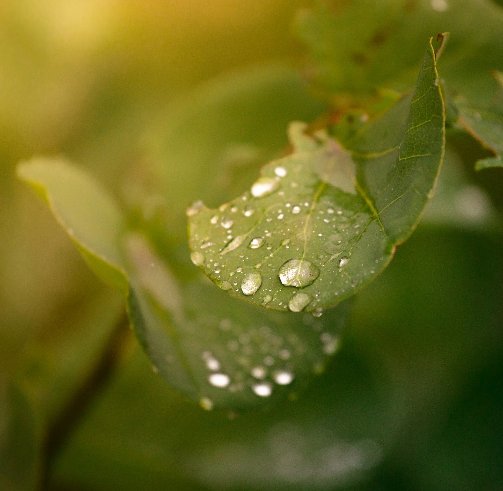 the rain drops are on the leaves of this tree