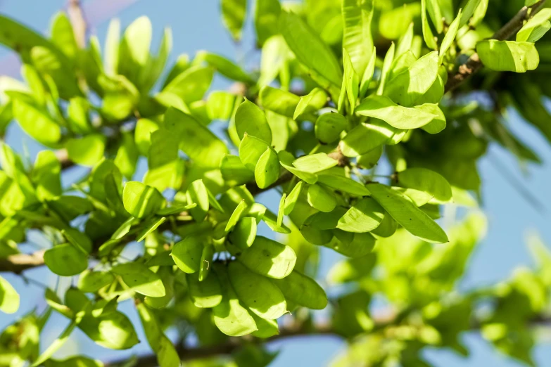 nches, looking up, with leaves scattered around them