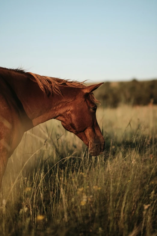 a horse eats from the grass in a field