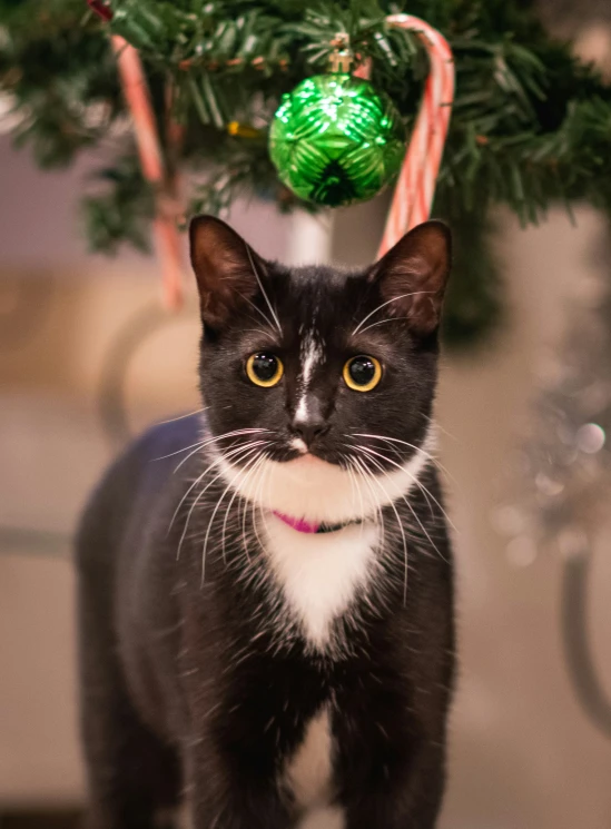 a black and white cat stands next to a green ornament