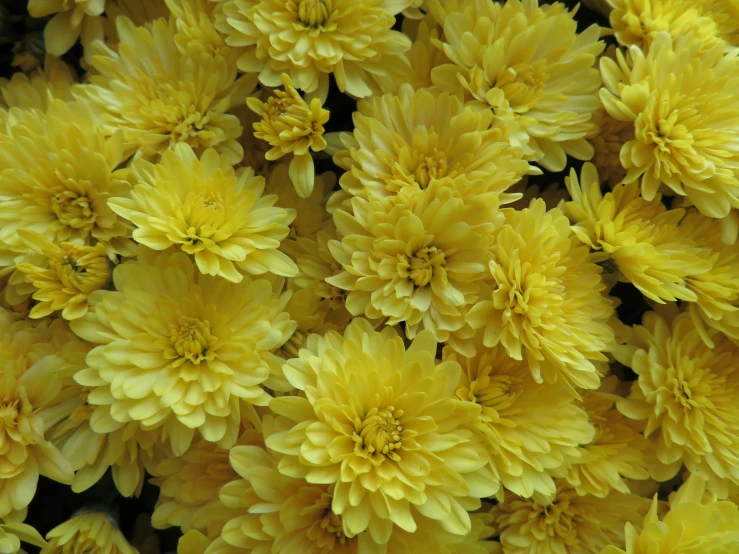 yellow flowers are sitting in a pile together