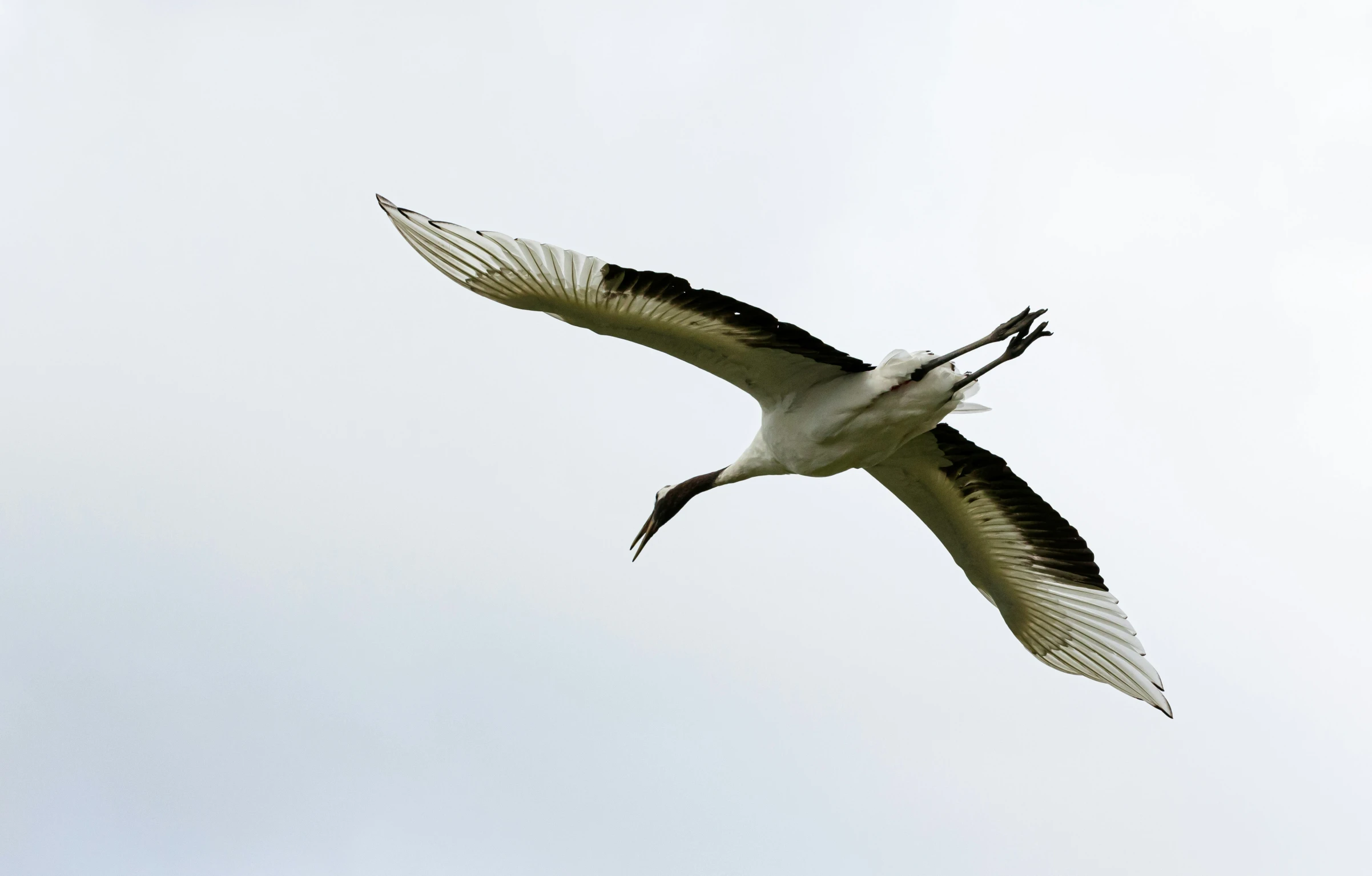 a black and white bird flying against a blue sky