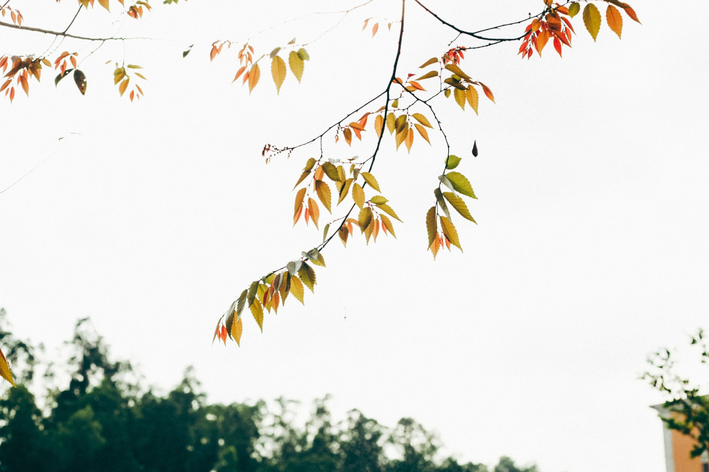 the nches of a tree show yellow, red and green leaves