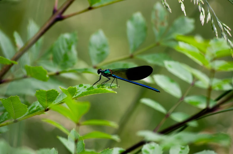 the blue dragonfly is standing on a leafy nch