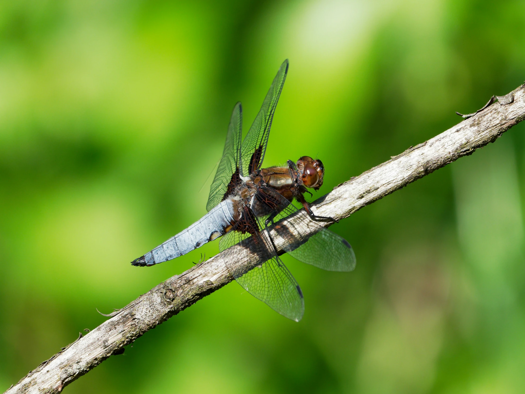 a dragon flys across a tree limb