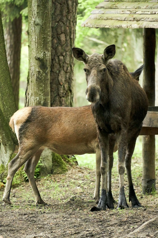 the two elk are standing in the woods