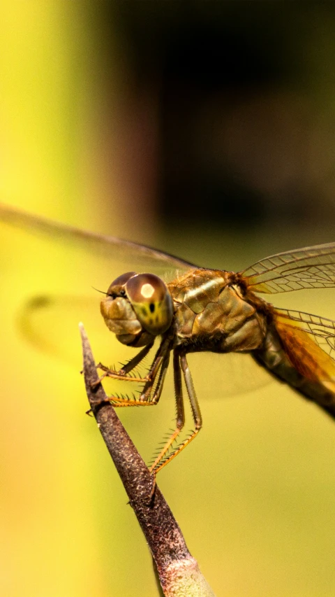 the insect is flying with large eyes