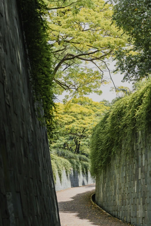 a paved path leading to green leafed trees