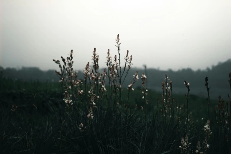 tall white flowers blooming in the grass with foggy background