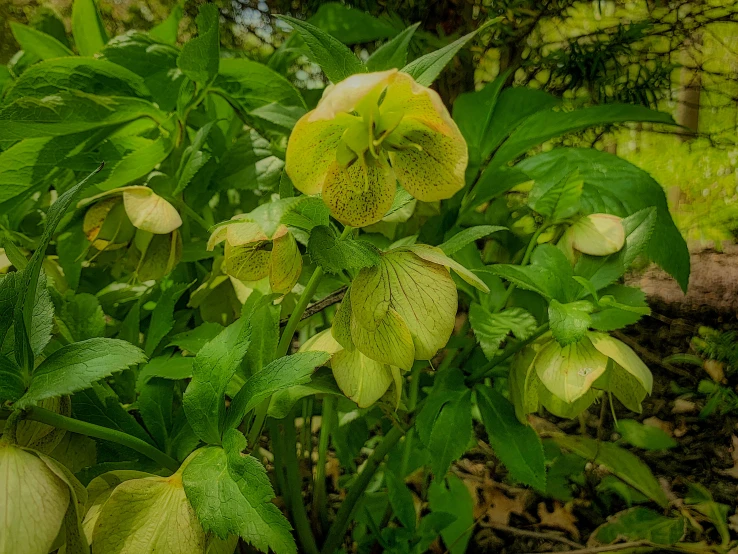 some very pretty yellow flowers in the bushes