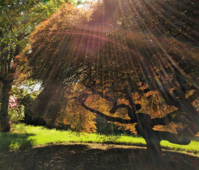 the sun is shining through the trees on this sunny day