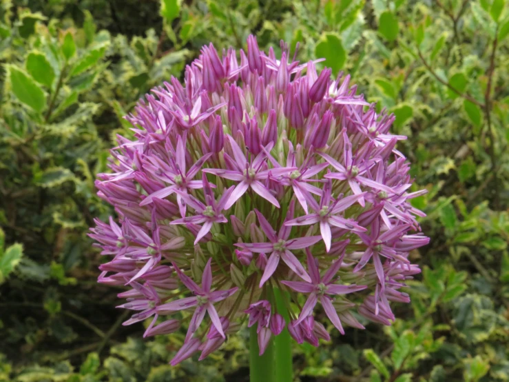 there is a plant that looks like a thistle flower