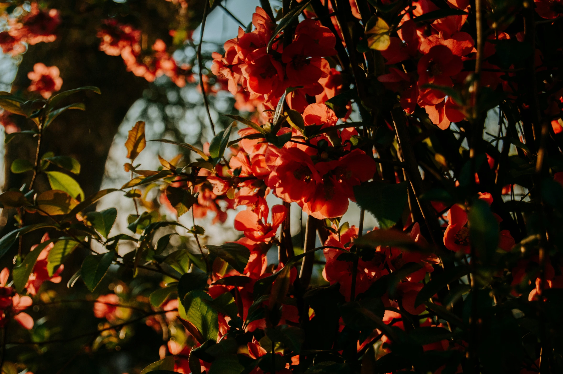 closeup of an ornamental plant with red flowers