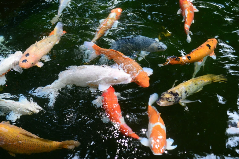 many colorful koi fish are swimming in a pond