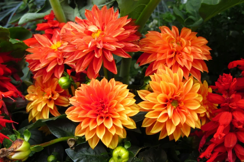 a collection of flowers with red and yellow petals