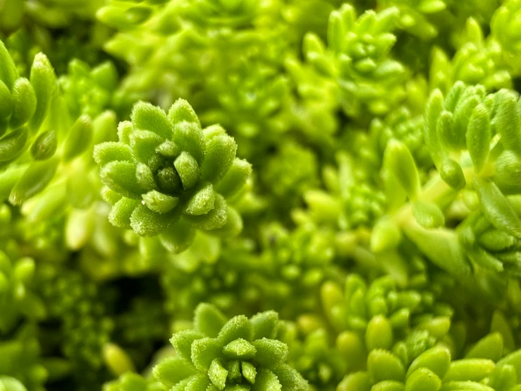 closeup image of green plants with tiny flowers