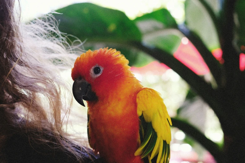 a close up image of a red and yellow bird