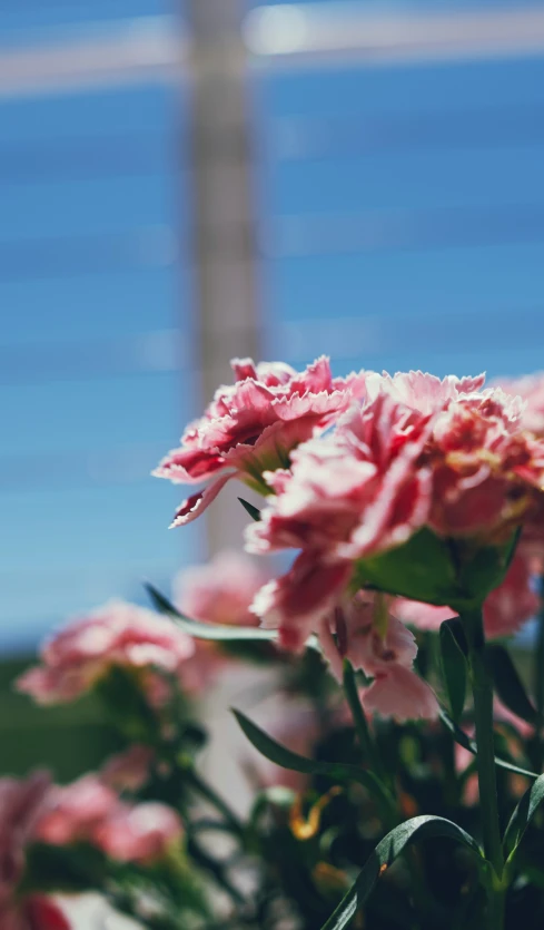 this is a pink flower that looks like it is in bloom