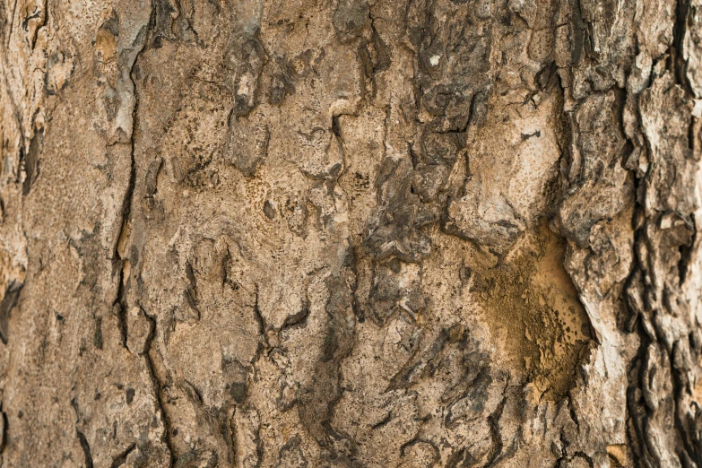 a close up of a large tree with brown bark