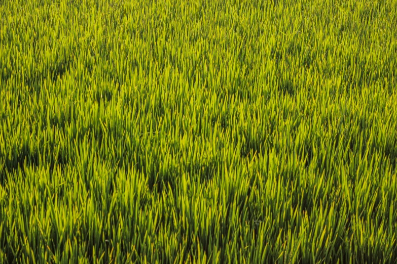 large field of grass and trees in the background