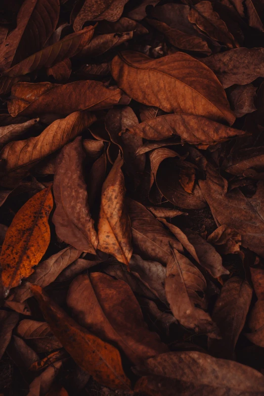 dry leaves on the ground in a forest