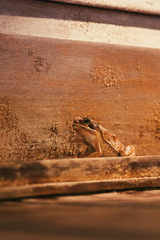 a small lizard resting in the corner of an old wooden chair