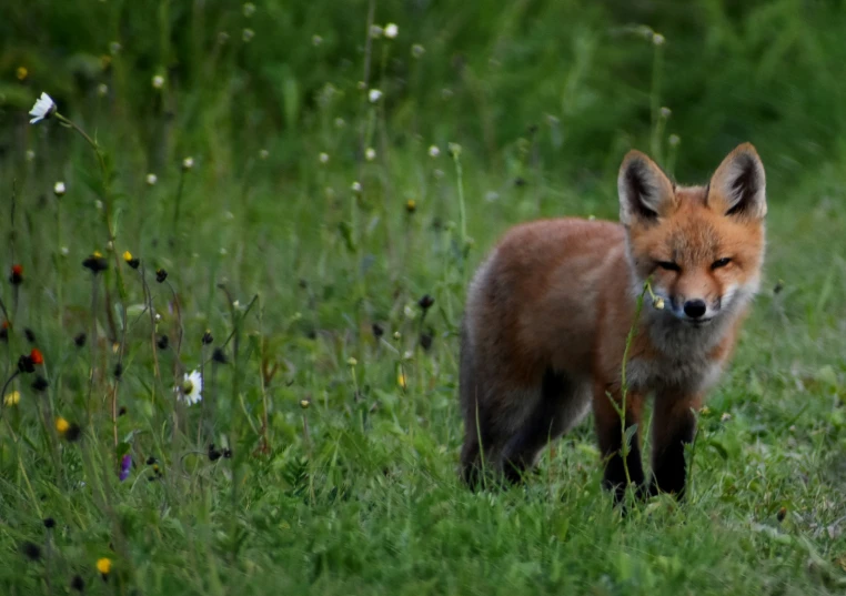 a fox is standing in the middle of a field