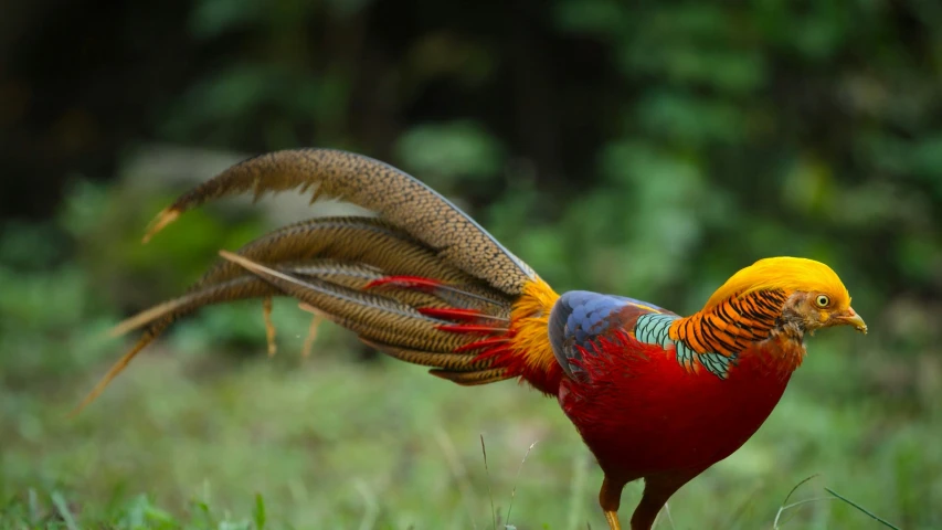 this is a colorful bird in flight in the grass