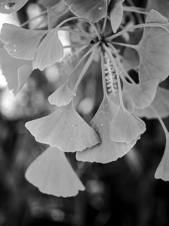 black and white po of a large leafy plant