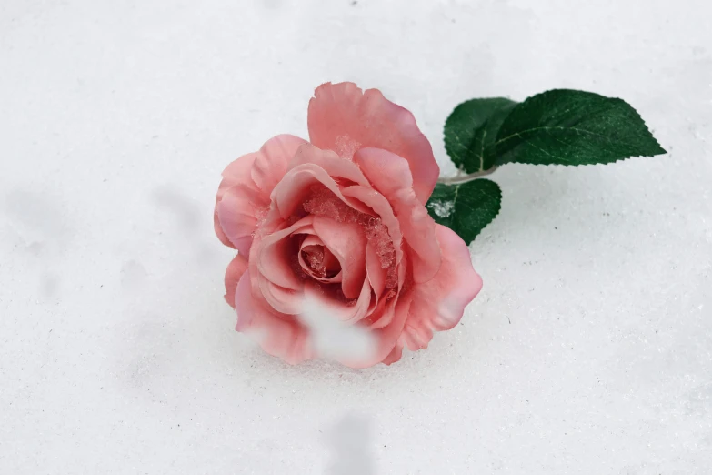 a single pink rose with green leaves sticking out of it's stem