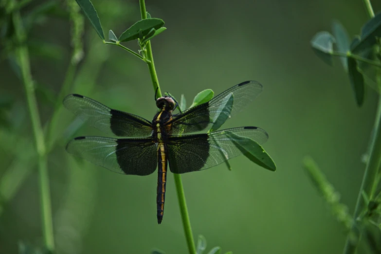 a close up of a green dragonfly resting on a plant