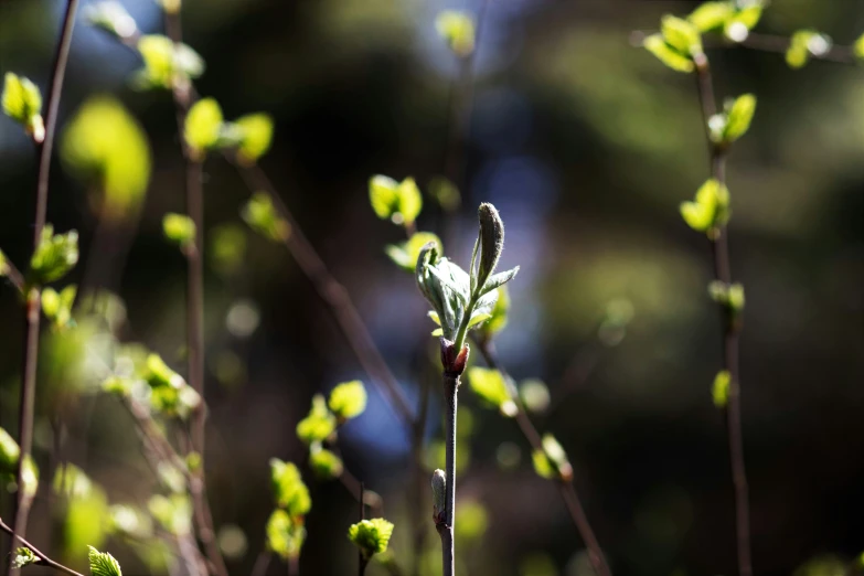 a single flower is shown in a tree