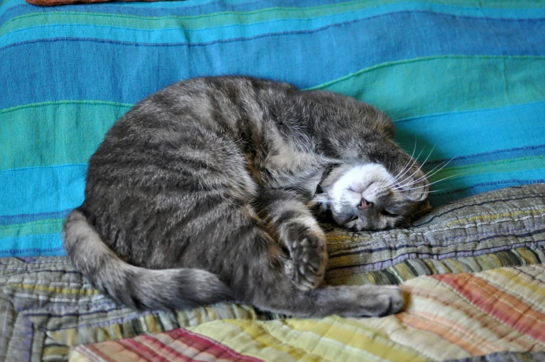 a grey cat sleeps on a quilted comforter