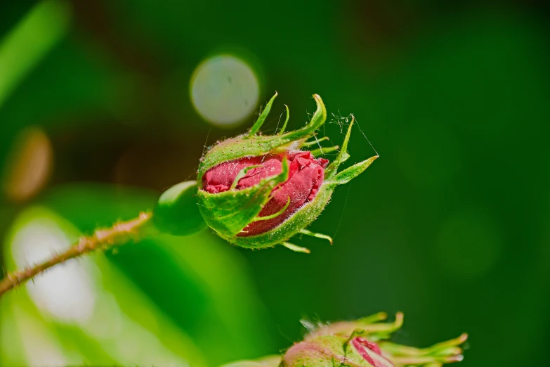 the budding from the first seed of a flower