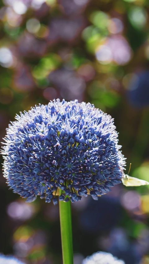 a very pretty flower with blue flowers in the background