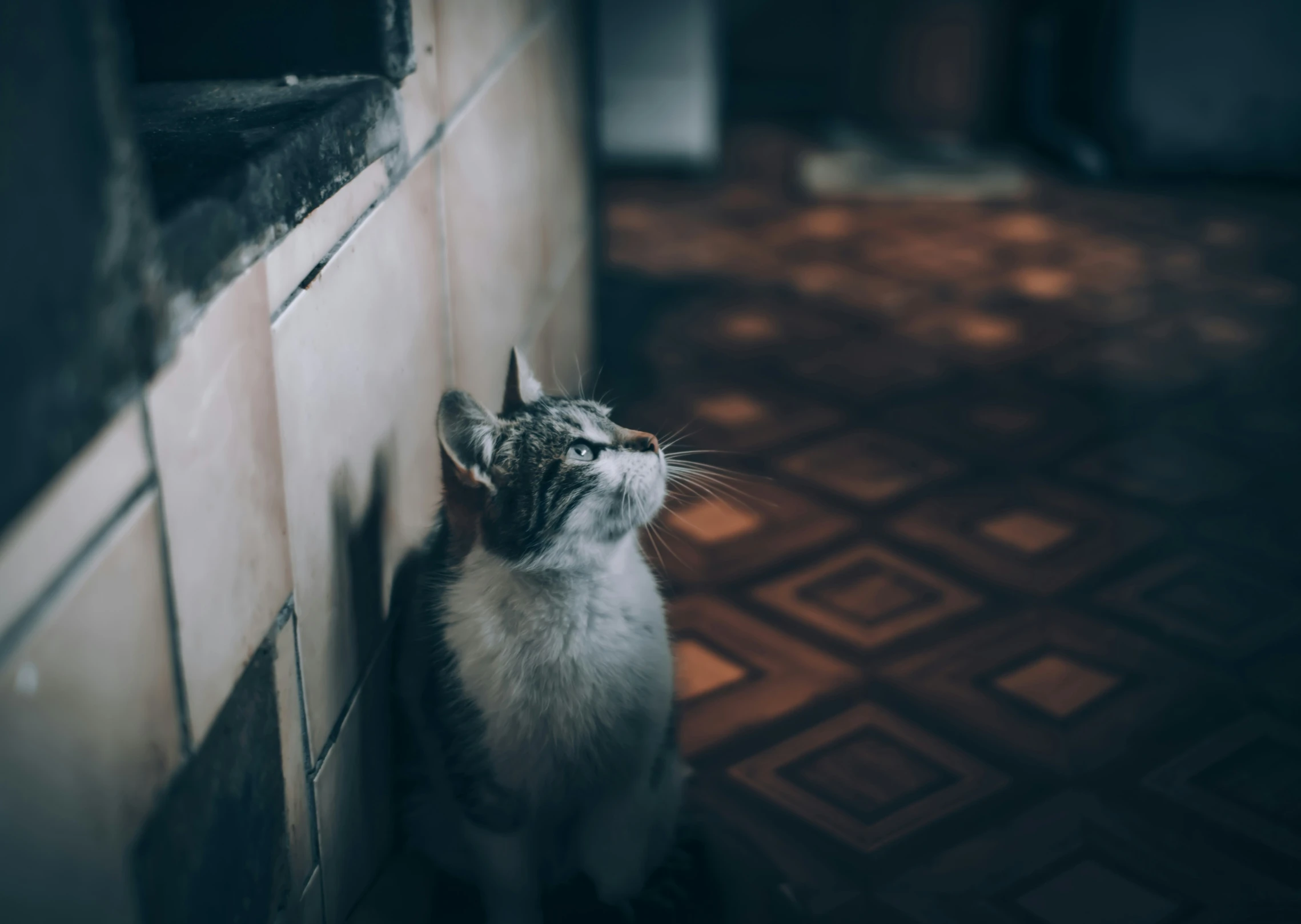 a cat is standing and staring outside a window