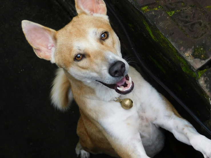 a dog with big ears has his paws on the ground