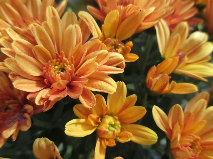 a small bunch of orange flowers next to each other