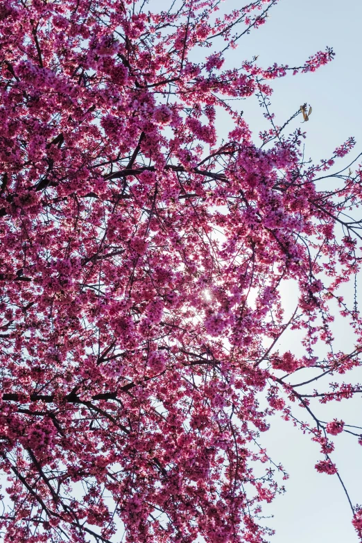 a pink blossomed tree and a clear blue sky