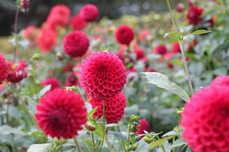 an image of some very pretty red flowers