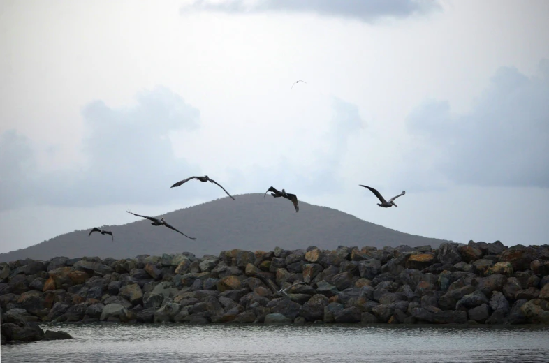 several birds are flying low over rocks on the beach