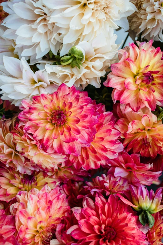 large colorful flowers that are sitting in the grass